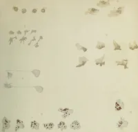 An illustration from Atlas of histology / by E. Klein and E. Noble Smith. (1880)