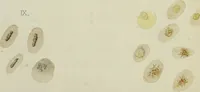An illustration from Atlas of histology / by E. Klein and E. Noble Smith. (1880)