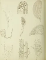 An illustration from Atlas of histology / by E. Klein and E. Noble Smith. (1880)