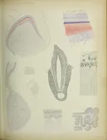 An illustration from Atlas of histology / by E. Klein and E. Noble Smith. (1880)