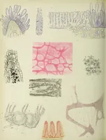 An illustration from Atlas of histology / by E. Klein and E. Noble Smith. (1880)