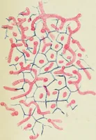 An illustration from Atlas of histology / by E. Klein and E. Noble Smith. (1880)