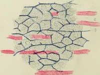An illustration from Atlas of histology / by E. Klein and E. Noble Smith. (1880)