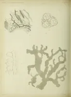 An illustration from Atlas of histology / by E. Klein and E. Noble Smith. (1880)