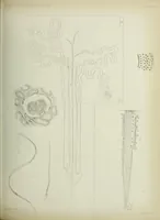 An illustration from Atlas of histology / by E. Klein and E. Noble Smith. (1880)