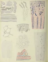 An illustration from Atlas of histology / by E. Klein and E. Noble Smith. (1880)