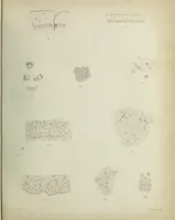 An illustration from Atlas of histology / by E. Klein and E. Noble Smith. (1880)