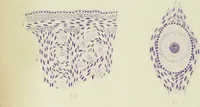 An illustration from Atlas of histology / by E. Klein and E. Noble Smith. (1880)