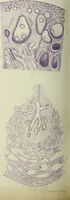 An illustration from Atlas of histology / by E. Klein and E. Noble Smith. (1880)