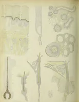 An illustration from Atlas of histology / by E. Klein and E. Noble Smith. (1880)