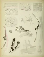 An illustration from Atlas of histology / by E. Klein and E. Noble Smith. (1880)