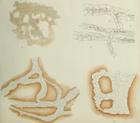 An illustration from Atlas of histology / by E. Klein and E. Noble Smith. (1880)