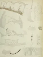 An illustration from Atlas of histology / by E. Klein and E. Noble Smith. (1880)
