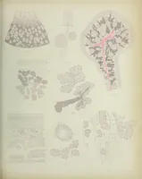 An illustration from Atlas of histology / by E. Klein and E. Noble Smith. (1880)