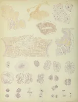 An illustration from Atlas of histology / by E. Klein and E. Noble Smith. (1880)
