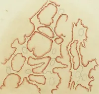 An illustration from Atlas of histology / by E. Klein and E. Noble Smith. (1880)