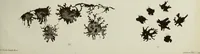 An illustration from Atlas of histology / by E. Klein and E. Noble Smith. (1880)