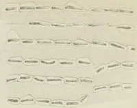 An illustration from Atlas of histology / by E. Klein and E. Noble Smith. (1880)