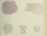 An illustration from Atlas of histology / by E. Klein and E. Noble Smith. (1880)