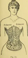 An illustration from La nuova medicina natural : trattato d'insegnamento e di consultazione sul metodo di curare e di guarire le malattie seguendo le leggi di natura / di F.E. Bilz. (1895)