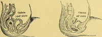 An illustration from La nuova medicina natural : trattato d'insegnamento e di consultazione sul metodo di curare e di guarire le malattie seguendo le leggi di natura / di F.E. Bilz. (1895)