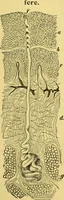 An illustration from La nuova medicina natural : trattato d'insegnamento e di consultazione sul metodo di curare e di guarire le malattie seguendo le leggi di natura / di F.E. Bilz. (1895)
