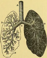 An illustration from La nuova medicina natural : trattato d'insegnamento e di consultazione sul metodo di curare e di guarire le malattie seguendo le leggi di natura / di F.E. Bilz. (1895)