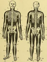 An illustration from La nuova medicina natural : trattato d'insegnamento e di consultazione sul metodo di curare e di guarire le malattie seguendo le leggi di natura / di F.E. Bilz. (1895)