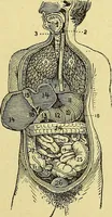 An illustration from La nuova medicina natural : trattato d'insegnamento e di consultazione sul metodo di curare e di guarire le malattie seguendo le leggi di natura / di F.E. Bilz. (1895)