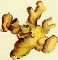 An illustration from La nuova medicina natural : trattato d'insegnamento e di consultazione sul metodo di curare e di guarire le malattie seguendo le leggi di natura / di F.E. Bilz. (1895)