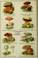 An illustration from La nuova medicina natural : trattato d'insegnamento e di consultazione sul metodo di curare e di guarire le malattie seguendo le leggi di natura / di F.E. Bilz. (1895)