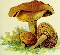 An illustration from La nuova medicina natural : trattato d'insegnamento e di consultazione sul metodo di curare e di guarire le malattie seguendo le leggi di natura / di F.E. Bilz. (1895)