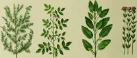 An illustration from La nuova medicina natural : trattato d'insegnamento e di consultazione sul metodo di curare e di guarire le malattie seguendo le leggi di natura / di F.E. Bilz. (1895)