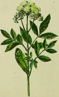 An illustration from La nuova medicina natural : trattato d'insegnamento e di consultazione sul metodo di curare e di guarire le malattie seguendo le leggi di natura / di F.E. Bilz. (1895)