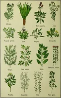 An illustration from La nuova medicina natural : trattato d'insegnamento e di consultazione sul metodo di curare e di guarire le malattie seguendo le leggi di natura / di F.E. Bilz. (1895)