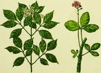 An illustration from La nuova medicina natural : trattato d'insegnamento e di consultazione sul metodo di curare e di guarire le malattie seguendo le leggi di natura / di F.E. Bilz. (1895)