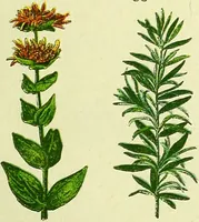 An illustration from La nuova medicina natural : trattato d'insegnamento e di consultazione sul metodo di curare e di guarire le malattie seguendo le leggi di natura / di F.E. Bilz. (1895)
