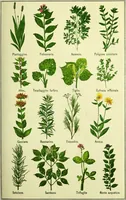 An illustration from La nuova medicina natural : trattato d'insegnamento e di consultazione sul metodo di curare e di guarire le malattie seguendo le leggi di natura / di F.E. Bilz. (1895)
