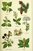 An illustration from La nuova medicina natural : trattato d'insegnamento e di consultazione sul metodo di curare e di guarire le malattie seguendo le leggi di natura / di F.E. Bilz. (1895)