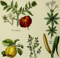 An illustration from La nuova medicina natural : trattato d'insegnamento e di consultazione sul metodo di curare e di guarire le malattie seguendo le leggi di natura / di F.E. Bilz. (1895)