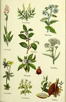 An illustration from La nuova medicina natural : trattato d'insegnamento e di consultazione sul metodo di curare e di guarire le malattie seguendo le leggi di natura / di F.E. Bilz. (1895)