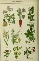 An illustration from La nuova medicina natural : trattato d'insegnamento e di consultazione sul metodo di curare e di guarire le malattie seguendo le leggi di natura / di F.E. Bilz. (1895)