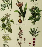 An illustration from La nuova medicina natural : trattato d'insegnamento e di consultazione sul metodo di curare e di guarire le malattie seguendo le leggi di natura / di F.E. Bilz. (1895)
