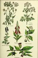 An illustration from La nuova medicina natural : trattato d'insegnamento e di consultazione sul metodo di curare e di guarire le malattie seguendo le leggi di natura / di F.E. Bilz. (1895)
