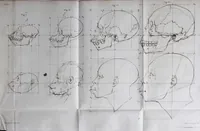 An illustration from Dissertation physique de Mr. Pierre Camper, sur les différences réelles que présentent les traits du visage chez les hommes de différents pays et de différents âges, sur le beau qui caractèrise les statues antiques et les pierres gravées : suivie de la proposition d'une nouvelle méthode pour déssiner toutes sortes de têtes humaines avec la plus grande sûreté / publiée après le décès de l'auteur par son fils Adrien Gilles Camper ; traduite du hollandois par Denis Bernard Quatremere d'Isjonval. (1791)