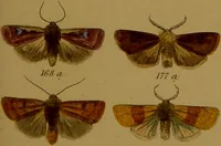 An illustration from Index entomologicus, or, A complete illustrated catalogue, consisting of upwards of two thousand accurately coloured figures of the lepidopterous insects of Great Britain / by W. Wood. (1854)
