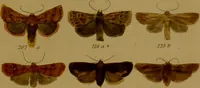 An illustration from Index entomologicus, or, A complete illustrated catalogue, consisting of upwards of two thousand accurately coloured figures of the lepidopterous insects of Great Britain / by W. Wood. (1854)