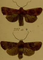An illustration from Index entomologicus, or, A complete illustrated catalogue, consisting of upwards of two thousand accurately coloured figures of the lepidopterous insects of Great Britain / by W. Wood. (1854)
