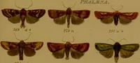 An illustration from Index entomologicus, or, A complete illustrated catalogue, consisting of upwards of two thousand accurately coloured figures of the lepidopterous insects of Great Britain / by W. Wood. (1854)