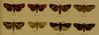 An illustration from Index entomologicus, or, A complete illustrated catalogue, consisting of upwards of two thousand accurately coloured figures of the lepidopterous insects of Great Britain / by W. Wood. (1854)